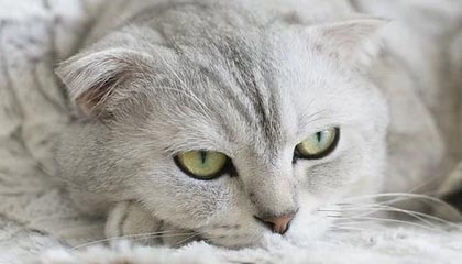 kaiyun登录入口-运动员技能竞赛奖励机制，运动员技能竞赛奖励机制是什么